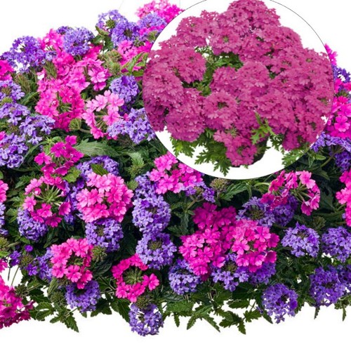 Verbena 'VEPITA Hot Magenta' - Aed-raudürt 'VEPITA Hot Magenta' P9/0,55L